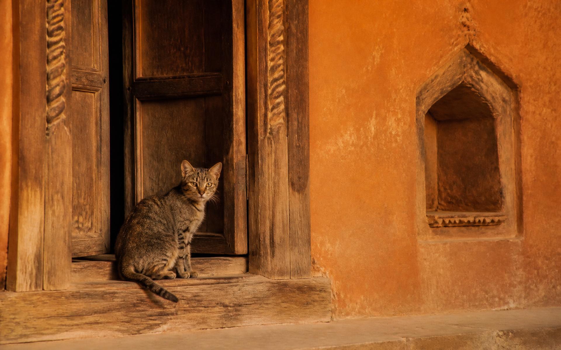 a tabby cat sitting in an old wooden doorway