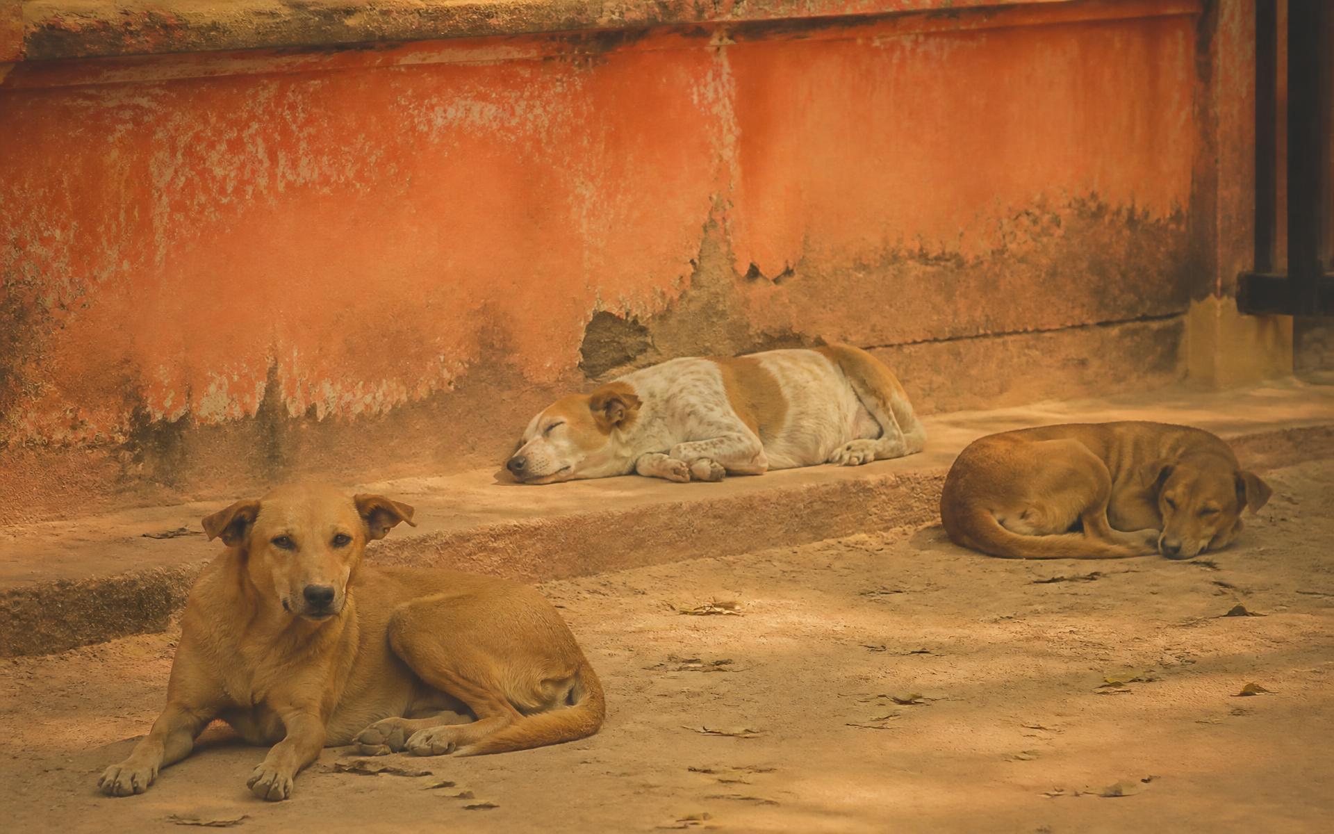 street dogs resting against a warm painted wall in karachi